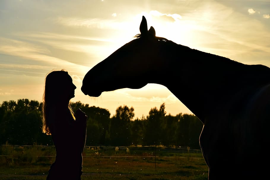 ¿Cómo nos reconocen los caballos?